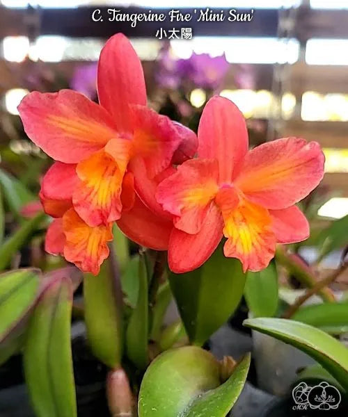 カトレヤ（Cattleya）の輸入代行商品一覧 | HKY PLANTS