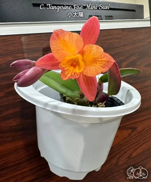 カトレヤ（Cattleya）の輸入代行商品一覧 | HKY PLANTS