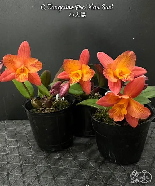 カトレヤ（Cattleya）の輸入代行商品一覧 | HKY PLANTS