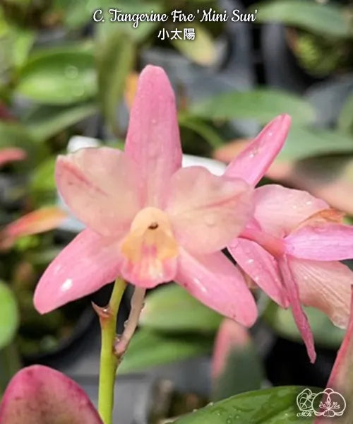 カトレヤ（Cattleya）の輸入代行商品一覧 | HKY PLANTS
