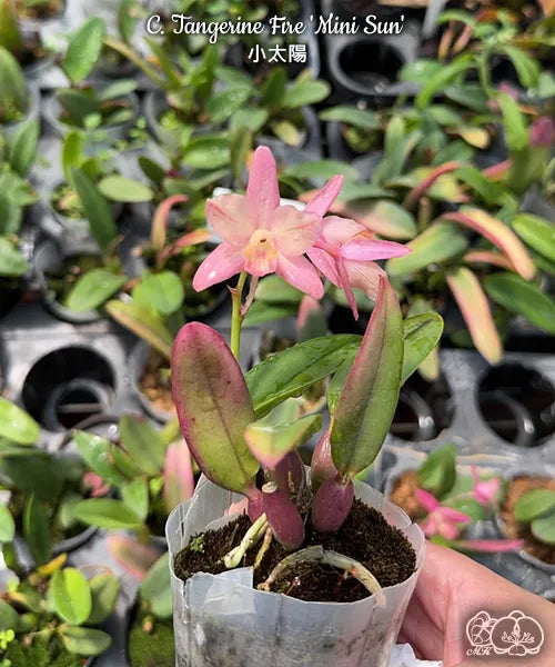 カトレヤ（Cattleya）の輸入代行商品一覧 | HKY PLANTS