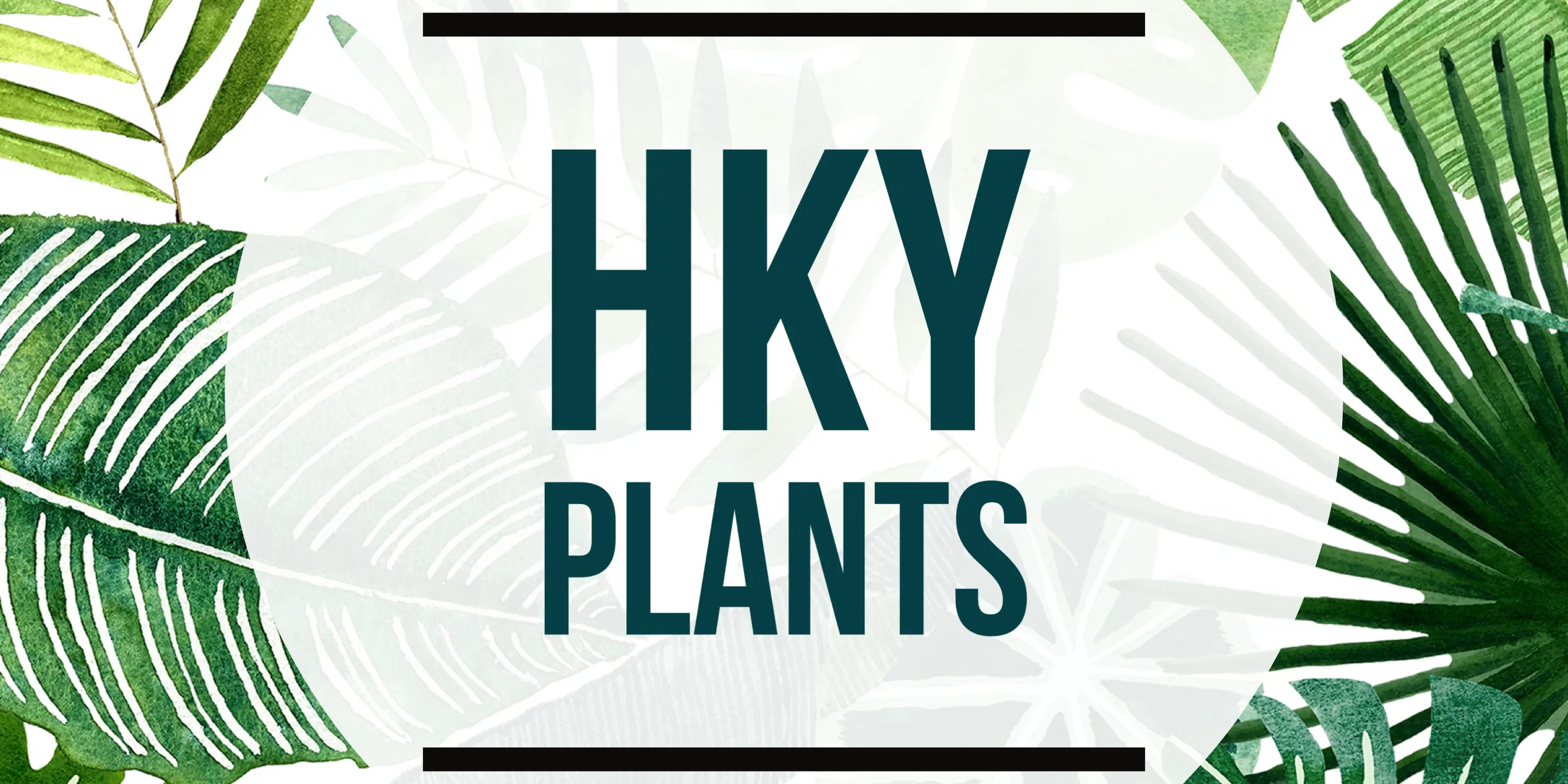 HKY PLANTS